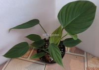 ต้นฟิโลเดนดรอนแวร์รูโคซั่ม (Philodendron Verrucosum)  เป็นไม้เพาะเลี้ยงเนื้อเยื่อ อนุบาลมา 4-5 เดือน กระถาง 4 นิ้ว