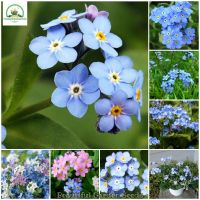 เมล็ดพันธุ์ อย่าลืมฉัน Forget-me-not Seeds ต้นดอกไม้สวยๆ เมล็ดดอกไม้ พันธุ์ดอกไม้ ต้นไม้ประดับ ต้นไม้ฟอกอากาศ บอนไซ ต้นไม้ ดอกไม้จริง แต่งสวน เมล็ดพันธุ์แท้ 100% ปลูกง่าย ปลูกได้ทั่วไทย (บรรจุ 100 เมล็ด - Colors Mixing - Flower Seeds for planting)