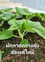 ผักกาด กวางตุ้งฮ่่องเต้ไทนี่ เมล็ดพันธุ์ผักกาด 10 บาท