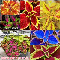 เก็บเงินปลายทาง COD 100 แคปซูลต่อแพ็ค Perilla Blumei Coleus Seeds เมล็ดพันธุ์ ต้นไม้ประดับ เมล็ดดอกไม้ ต้นไม้ ไม้ประดับ เมล็ด ไม้ดอก พันธุ์ไม้ดอก ต้นดอกไม้ ต้นไม้หายาก ต้น บอนสี เมล็ดบอนสี บอนสีสวยๆ เมล็ดพันธุ์ดอกไม้ อัตราการงอกสูง เมล็ดพันธุ์แท้100%