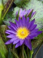 5 เมล็ด เมล็ดบัว ดอกสีม่วง ดอกใหญ่  เมล็ดพันธุ์บัวดอกบัว  เม็ดบัว สวนบัว บัวอ่าง Lotus Seed.