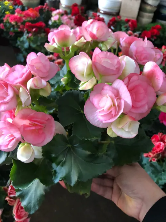 Begonia big rose Begonia blooms all the year round. Plants bloom all the year round. Indoor