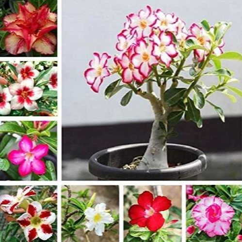 12-เมล็ด-เมล็ดพันธุ์-ชวนชม-สายพันธุ์ฮอลแลนด์-คละสี-adenium-seeds-กุหลาบทะเลทราย-desert-rose-ราชินีบอนไซ-อัตรางอก-80-90-มีคู่มือปลูก