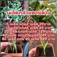 ( PRO+++ ) โปรแน่น.. เมล็ดกล้วยตานีด่างแท้ ของแท้100% เมล็ดพันธุ์กล้วย เมล็ด กล้วยด่าง เมล็ดกล้วยด่าง เม็ดกล้วย เมล็ดพืช เม็ดพืช ราคาสุดคุ้ม พรรณ ไม้ น้ำ พรรณ ไม้ ทุก ชนิด พรรณ ไม้ น้ำ สวยงาม พรรณ ไม้ มงคล