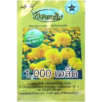 1,000เมล็ด Gold Winter สีทองเหลืองอร่ามดั่งทองคำ ทองเฉลิม โกลด์ ดาวเรืองตัดดอก 5011 F1