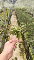 Tillandsia victoria ทิลแลนเซีย