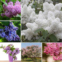 เมล็ดพันธุ์ดอกกานพลู 50pcs Mixed Colour Lilac Tree Seeds Clove Flower Seeds Bonsai Flower Seeds Garden เมล็ดดอกไม้สวย (ต้นไม้มงคล ต้นไม้ฟอกอากาศ เมล็ดพันธุ์พืช เมล็ดดอกไม้ พรรณไม้ ต้นไม้ ผักสวนครัว plants )