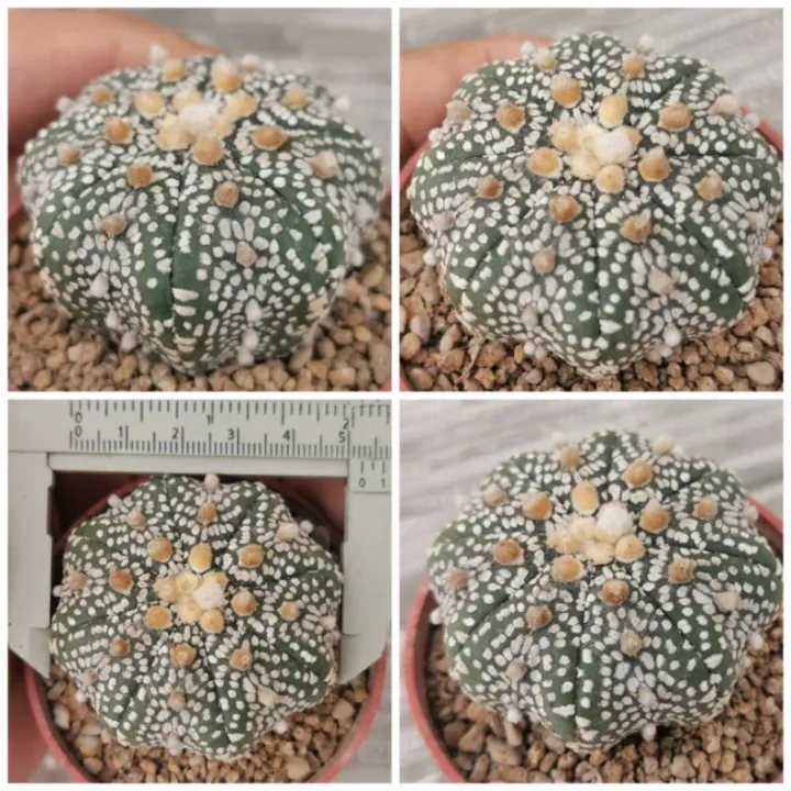 แอ​สโตร​ไฟ​ตั้ม  วี  ขนาดใหญ่​   #แคสตัส castus​ astrophytum แอสโตร แอสโตร​ไ​ฟตั้​ม แอสโตรไฟตัม  แอสโตรวี super​