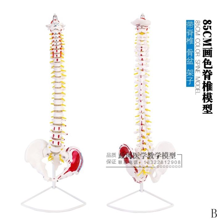 1-1-human-spine-model-the-human-body-vertebra-spine-model-with-45-cm-pelvic-femoral-human-body-skeleton-model