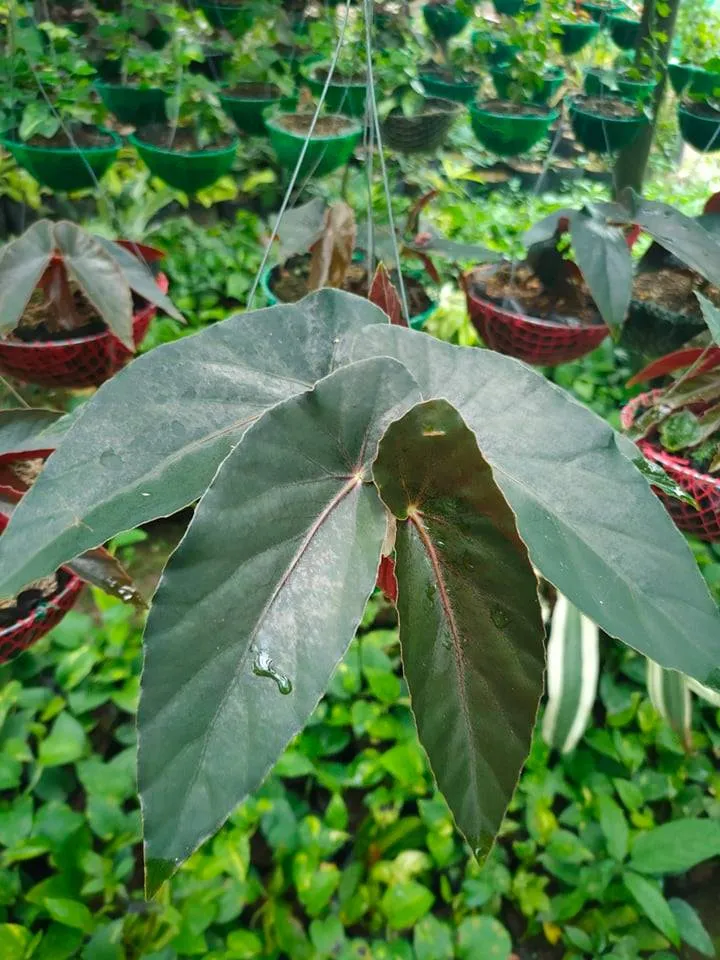 Begonia Plant 