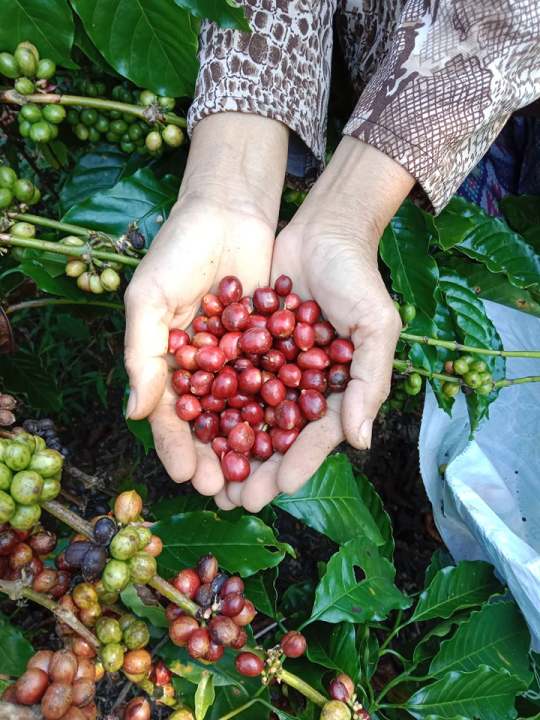 สารกาแฟ-สารเมล็ดกาแฟ-เมล็ดกาแฟสาร-โรบัสต้า-เกรดรวม-คัดมือ-ขนาด-1-กิโลกรัม-129-บาท-dry-process-robusta-green-bean-กาแฟสารใหม่ปี-2023-กาแฟสารชุมพร