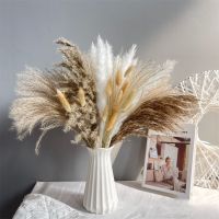 [AYIQ Flower Shop] ดอกไม้แห้งธรรมชาติช่อดอกไม้แห้ง Pampas Grass Bunch หางกระต่ายแห้ง Reed สำหรับงานแต่งงานตกแต่งตกแต่งบ้าน Plants