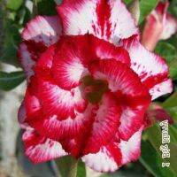 10 เมล็ด เมล็ดพันธุ์ ชวนชม สายพันธุ์ไต้หวัน ดอกซ้อน Adenium Seeds กุหลาบทะเลทราย Desert Rose ราชินีบอนไซ อัตราเปอร์เซ็นต์การงอก 80-90% มีคู่มือปลูก