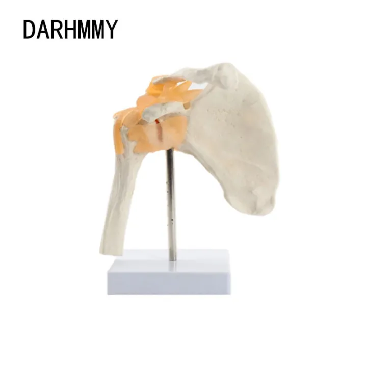 DARHMMY 11 Human Shoulder Joint Model With Ligaments And Base Skeleton
