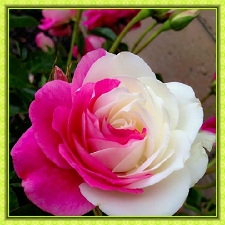 50 bonsai bihirang halaman rosas buto ng halamanan bulaklak | Lazada PH