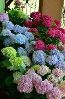 20 เมล็ด เมล็ดไฮเดรนเจีย Hydrangea Seed เรนโบว์ คละสี ไฮเดรนเยียสายพันธุ์ฝรั่งเศส ของแท้ 100% อัตราการงอก 70-80% มีคู่มือปลูก