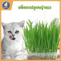 Maddie ขนมแมว ชุดหญ้าแมว ข้าวสาลีออร์แกนิคพันธ์ฝาง (หญ้าแมว) LI0244