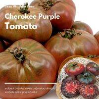 พร้อมส่ง โปรโมชั่น เมล็ด Cherokee Purple Tomato ส่งทั่วประเทศ พรรณ ไม้ น้ำ พรรณ ไม้ ทุก ชนิด พรรณ ไม้ น้ำ สวยงาม พรรณ ไม้ มงคล