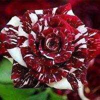 Garden Seeds เมล็ดพันธุ์ กุหลาบ 30 เมล็ด สตาร์แอนด์สไตร้พส์ Tiger Striped Rose Seeds สี ขาว-แดง ดอกใหญ่ นำเข้าจากต่างประเทศ พร้อมคู่มือ