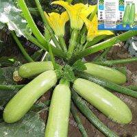 Zucchini zucchini high-yield spring cold-resistant summer and autumn Lake melon vegetable species