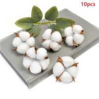 【cw】 10Pcs Kapok Dried 5.5 Cm Decoration Props plastic 5.5x5.5x5.0cm ！