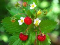 เมล็ดพันธุ์ Garden Seeds Strawberry สายพันธุ์  Alpine (Fragaria vesca) 50 เมล็ด เมล็ดพันธุ์ Garden Seedsนำเข้าจาก ยุโรป