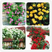 กุหลาบเลื้อยรวมสี 200PCS Climbing Rose Seeds Red Pink Yellow flower seed Perennial Flower Garden Decor Home Plant ต้นไม้ประดับ ต้นไม้มงคล พันธุ์ดอกไม้ เมล็ดพันธุ์ดอกไม้ เมล็ดดอกไม้สวย เมล็ดพันธุ์พืช ผักสวนครัว ต้นกุหลาบแคระ