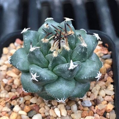 โปรโมชั่น+++++ แคคตัส Turbinicarpus alonsoi ขนาด 2.5-3 cm. ราคาดี ต้นไม้ ฟอก อากาศ กระถาง ต้นไม้ ไม้ ประดับ ต้นไม้ ปลูก ใน บ้าน