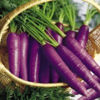 เมล็ดพันธุ์ แครอท สีม่วง ออสเตรเลีย ( Purple Carrot Australia Seed ) บรรจุ 60 เมล็ด