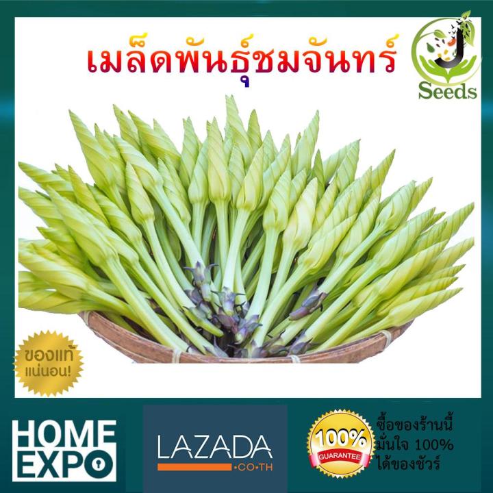 เมล็ดพันธุ์ชมจันทร์-ปลูกง่าย-โตเร็ว-ชมจันทร์-เมล็ดพันธุ์-เมล็ดพันธุ์ผัก-เมล็ดพันธุ์พืช-ผักสวนครัว