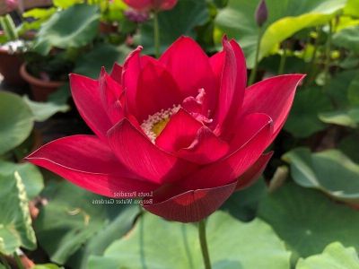 เมล็ดบัว 100 เมล็ด ดอกสีแดง เข้ม ดอกเล็ก พันธุ์แคระ จิ๋ว  ของแท้ 100% เมล็ดพันธุ์ Seeds Bonsaiบัวดอกบัว ปลูกบัว เม็ดบัว สวนบัว บัวอ่าง Lotus Waterlily Seed