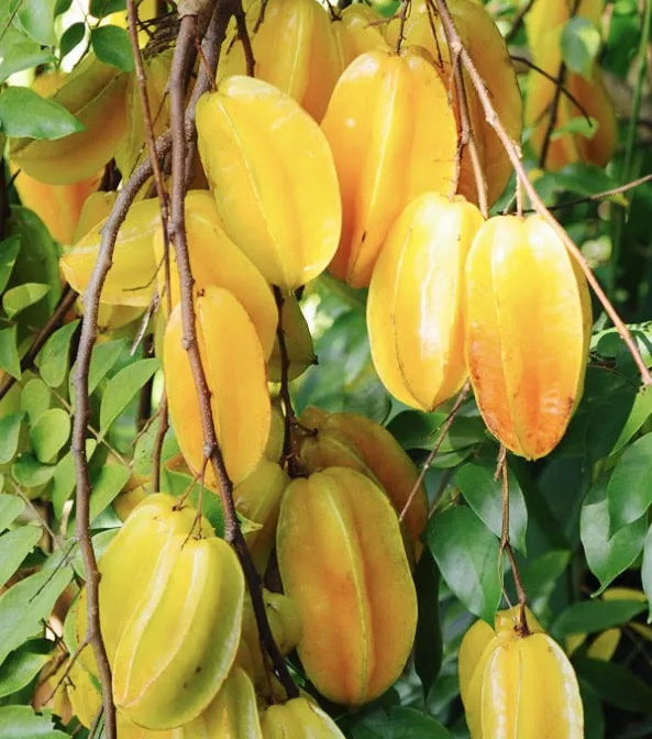 Star Fruit Seeds for Planting (5 seeds) FRUIT | Lazada PH