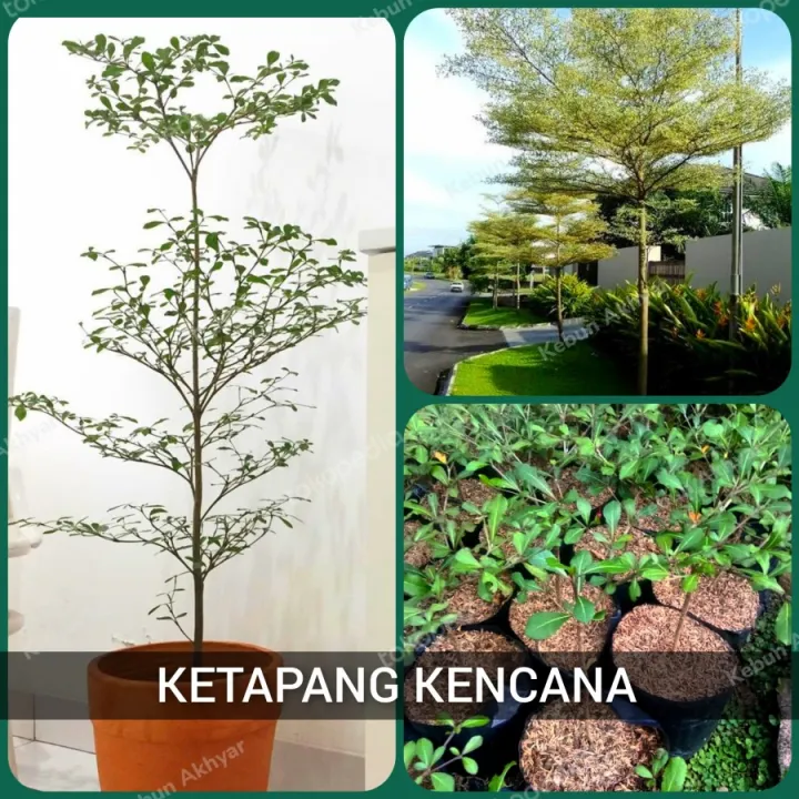 Ketapang Kencana Bibit Pohon Ketapang Kencana Tanaman Hias Ketapang