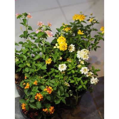 ( Pro+++ ) คุ้มค่า ผกากรอง Lantana camara L. เหมาะกับสวนอังกฤษ ราคาดี พรรณ ไม้ น้ำ พรรณ ไม้ ทุก ชนิด พรรณ ไม้ น้ำ สวยงาม พรรณ ไม้ มงคล