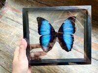 ผีเสื้อสต๊าฟ ผีเสื้อสตาฟ ของตกแต่งบ้าน ของขวัญ ของสะสม Real Butterfly Morpho Deidamia Insect Frame Set Taxidermy Display Mounted Framed