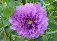 1 หัว/ออเดอร์ รักเร่ Dahlia Flower Bulb สายพันธุ์ Dah. Doitung Pretty หัวรักเร่ ดอกไม้ หัวหน่อ นำเข้า เหง้า เนเธอร์แลน หัวสดใหม่