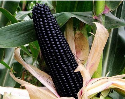 เมล็ดพันธุ์ข้าวโพด สีดำ 30 เมล็ด Black glutinous corn เมล็ดพันธุ์แท้  ซื้อ3แถม1