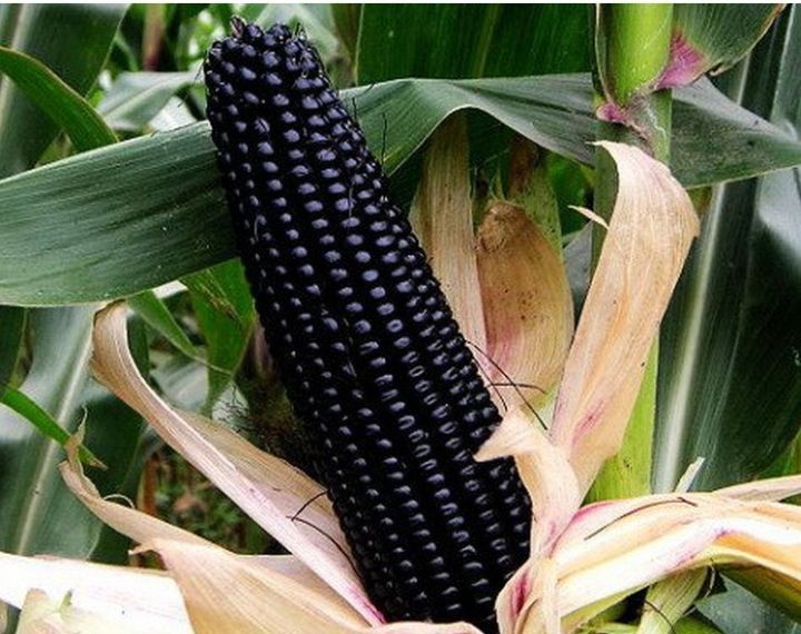 เมล็ดพันธุ์ข้าวโพด-สีดำ-30-เมล็ด-black-glutinous-corn-เมล็ดพันธุ์แท้-ซื้อ3แถม1