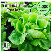 [4000 เมล็ด] เมล็ดผักสลัด บัตเตอร์เฮด Butterhead ทนร้อน ปลูกง่าย ขายดี ++