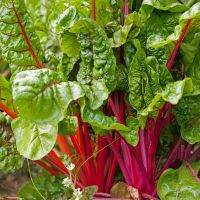 สวิสชาร์ดคละสี - Mixed Swiss Chard บรรจุแบ่งชุด 50,100,200 เมล็ด คุณภาพดี ราคาถูก ของแท้ 100%