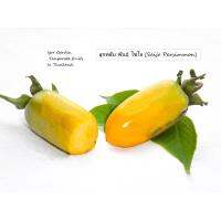 จัดโปร ต้นพลับญี่ปุ่น พันธุ์ ไซโจ （さいじょう / Saijo Persimmon ) พันธ์แท้ มีจำนวนจำกัด  ขนาดสูง 50 - 60 ซม. ลดราคา ต้นไม้ ต้นไม้มงคล  ไม้ป