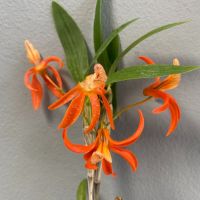 ใหม่ กล้วยไม้จิ๋ว เอื้องครั่งแสด Dendrobium unicum เอื้องสายสีแสด กล้วยไม้หายาก  [ไม่ใช่พืช! เป็นเมล็ดพันธุ์] [คลังสินค้าจุด][ขายตรงจากโรงงาน][ของแท้อย่างเป็นทางการ][โปรโมชั่นลดราคา][50 เมล็ดพันธุ์][เมล็ดผลไม้][เมล็ดพันธุ์ผัก][อร่อยจัง][ปลอดภัย][คลังสินค้