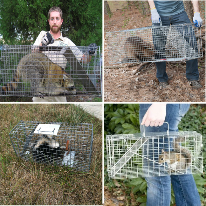 gregory-live-animal-cage-trap-for-x-large-nuisance-animals-mycattrap-xl-cat-trap-กรงดักแมว-กรงดักสุนัข-กรงดักแมว-กับดักแมว-จับแมวจรจัด-ดักจับแมว-กับดักใช้จับแมว-แมวหนีออกจากบ้าน-ทำจากเหล็กเส้น