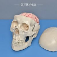 Human skull model with brain arterial anatomy of the skull bone structure detachable 8 pieces of teaching