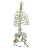 Authentic human body skeleton model of human body skeleton model sternum joint model spinal vertebral model