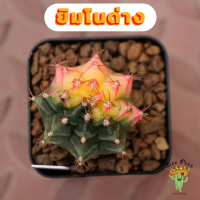 Beepees023 ยิมโนด่าง ไม้เมล็ด Gymnocalycium แคคตัส กระบองเพชร cactus&amp;succulent