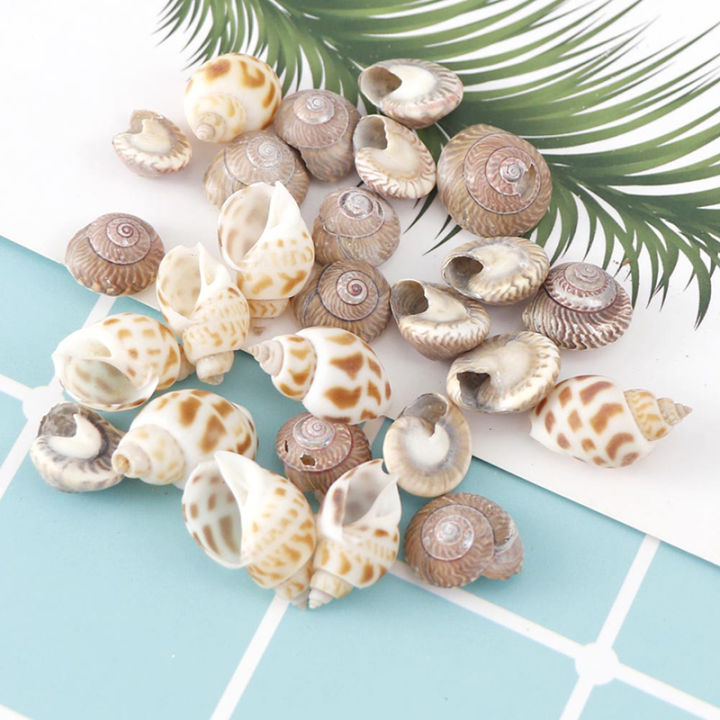 ck-about-100pcs-box-natural-conch-shells-aquarium-landscape-seashells-crafts-decor