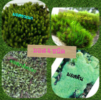 ??มอสส์สด ชุดรวม 4 ชนิด สดใหม่(Moss)??300กรัม☆☆☘☘แต่งสวนสดๆ ???