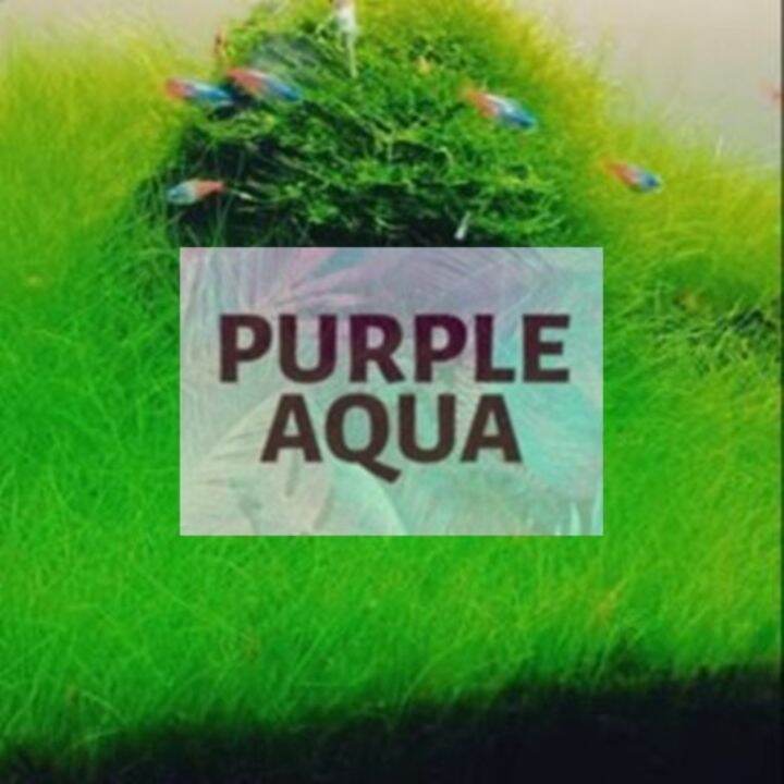 Dwarf Hair Grass / DHG aquatic carpet plant quality packaging for