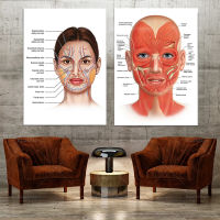 Facial Anatomy Muscle Vessels Detailed Art Print, Educational Science Doctor Canvas Canvas Art Deco Poster